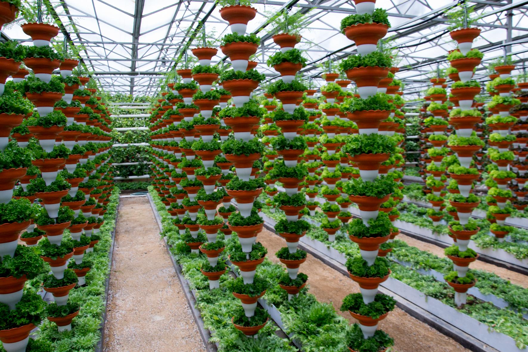 秋施基肥能否不挖坑,苹果树用什么土种植好