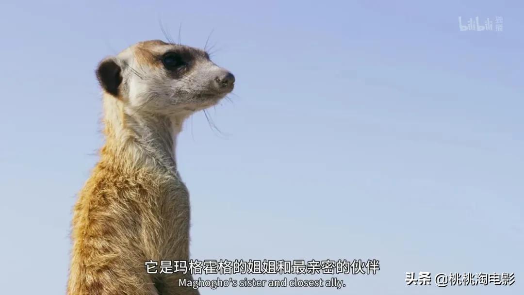 bbc纪录片最值得看的,bbc神级纪录片豆瓣评分超9