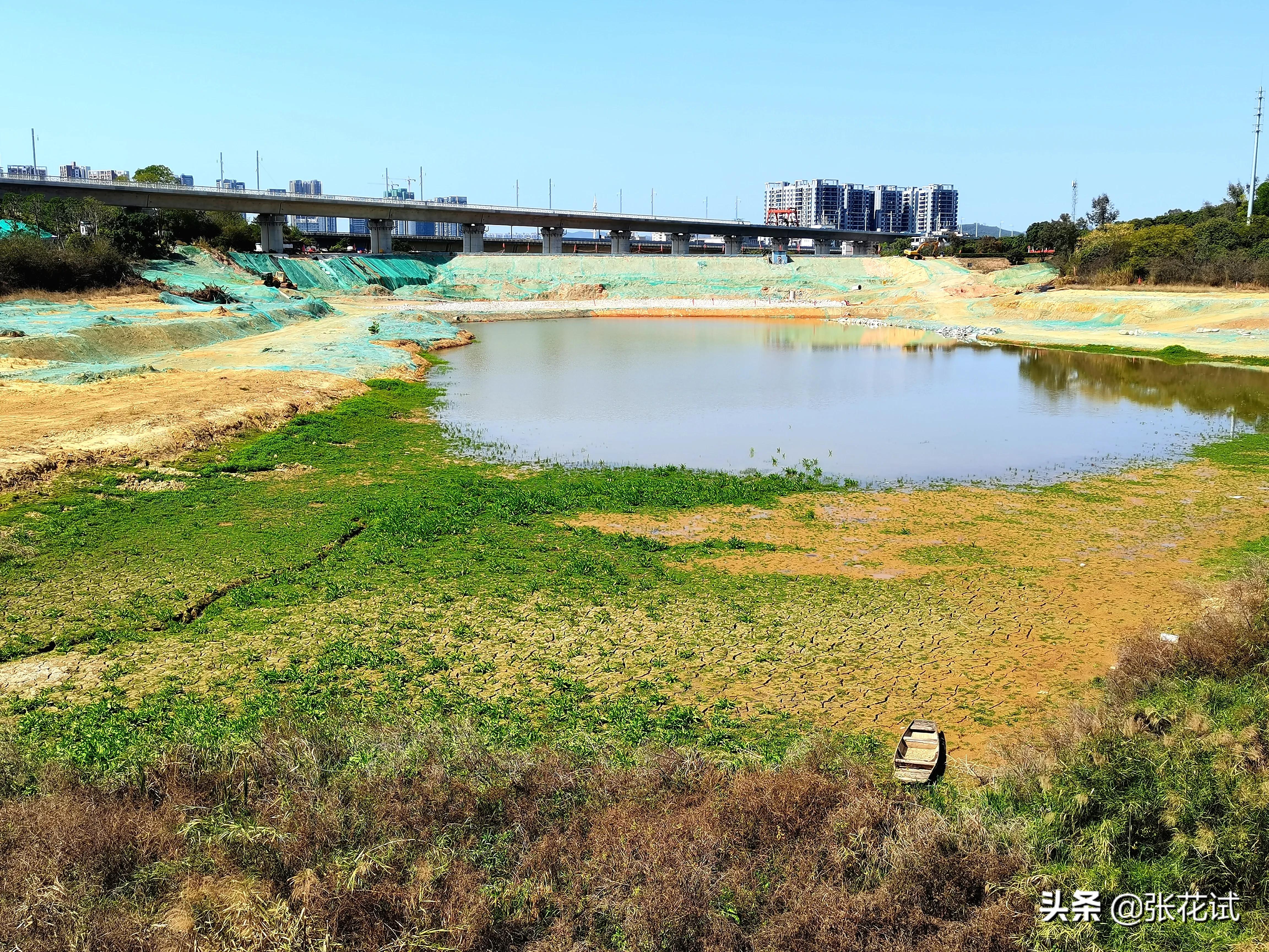 新春踏上深圳光明“虹”地毯，牛年红红火火