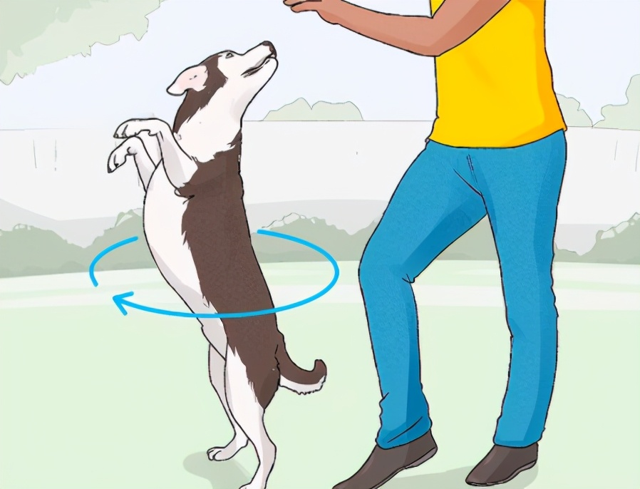 怎样训练狗狗跟你跳舞,怎么训练狗狗跳舞