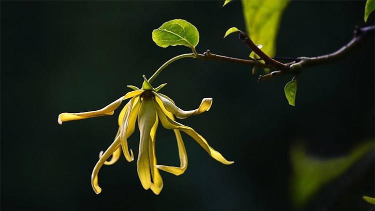 依兰精油对胸的作用,依兰精油真的有效果吗