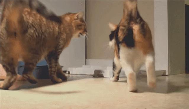 猫咪割了蛋为什么很活泼,猫怎么那么可爱呢