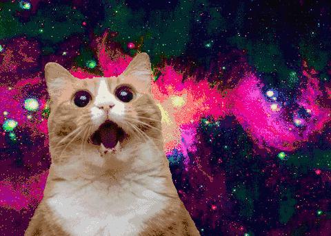 猫薄荷使猫癫狂视频,猫薄荷为什么会让猫咪如此痴迷