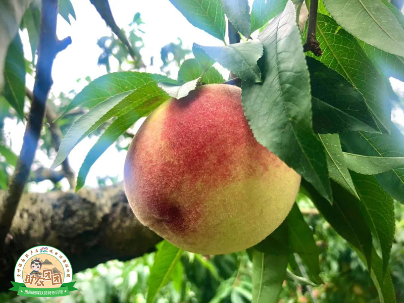 永乐艳红桃采摘,永乐黄桃采摘