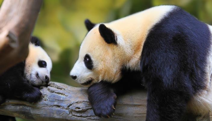 大熊猫在上古时代当过蚩尤的坐骑,蚩尤的坐骑大熊猫片段