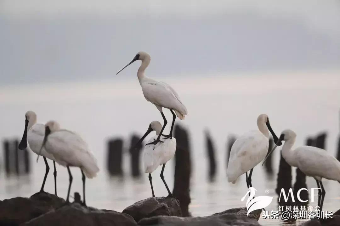 深圳湾是深圳湾口岸吗,什么是深圳