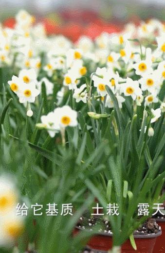 曾是电脑城销售，12年后坐拥60亩私家花园，137万网友跟她看春天