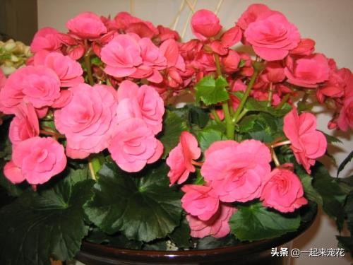 适合养花新手养的花,新手养花妙招视频教程全集