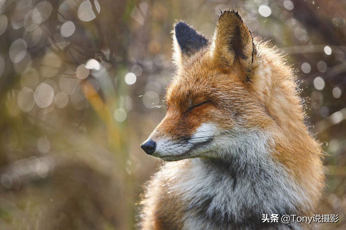 摄影后期景深教程,摄影后期如何制作景深照片