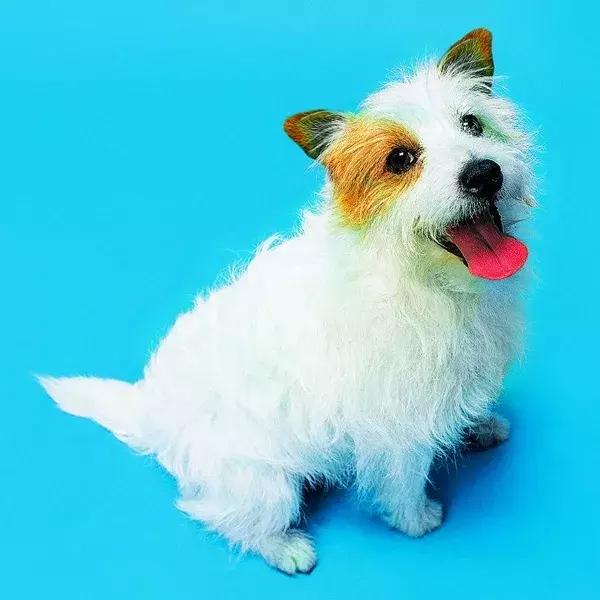 狗狗两腿内侧突然起红疹,狗狗身上起红疹用什么药