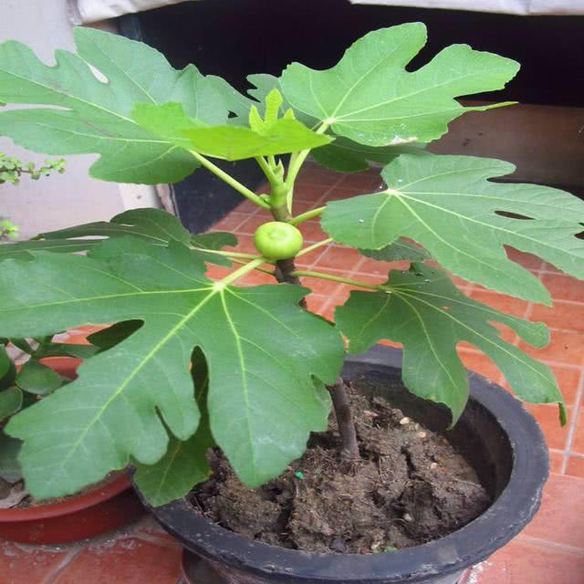 无花果坐果后怎么管理,无花果挂果期间应怎样护理