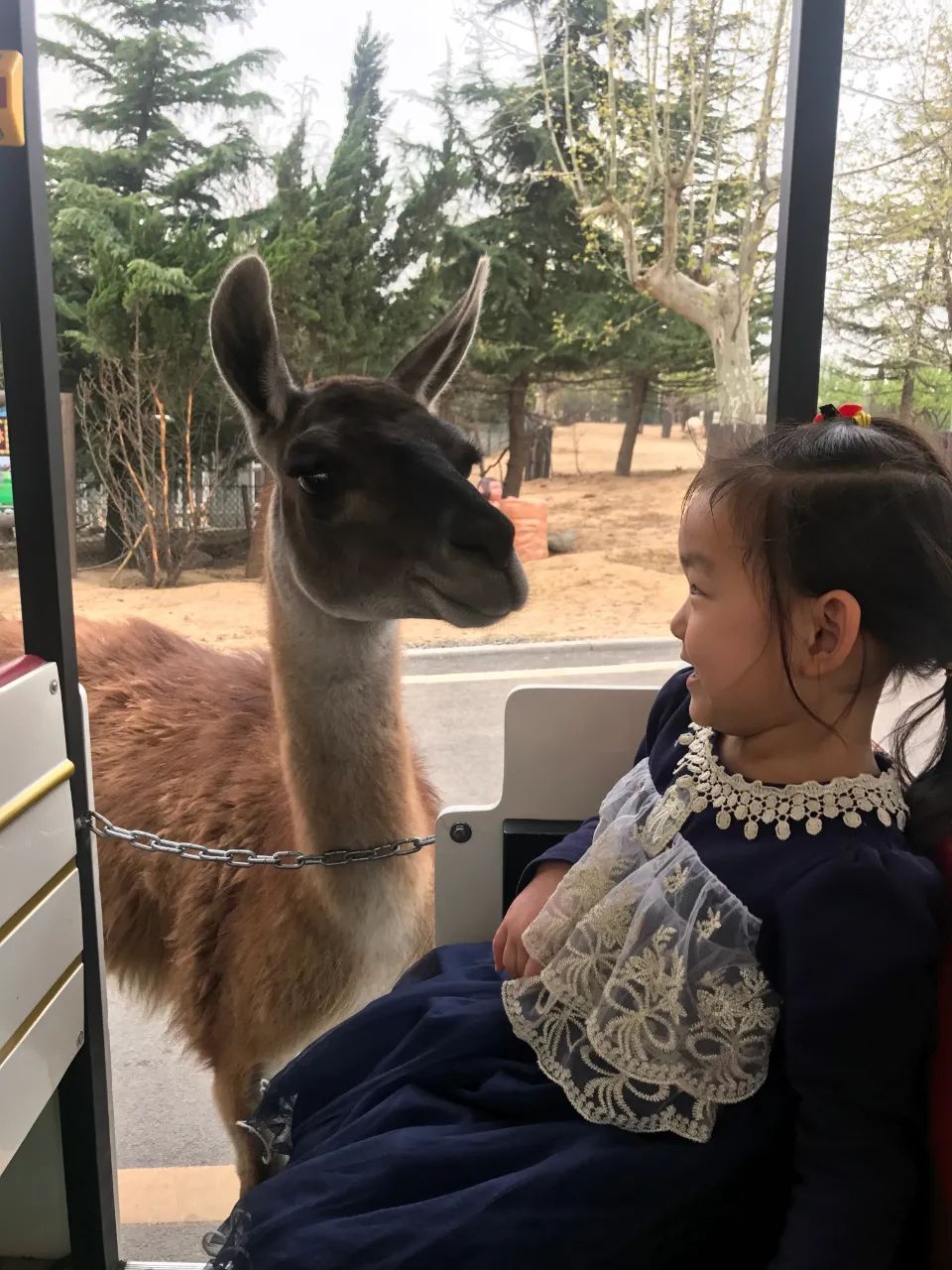 济南动物王国一日游详细攻略,济南一日游动物园