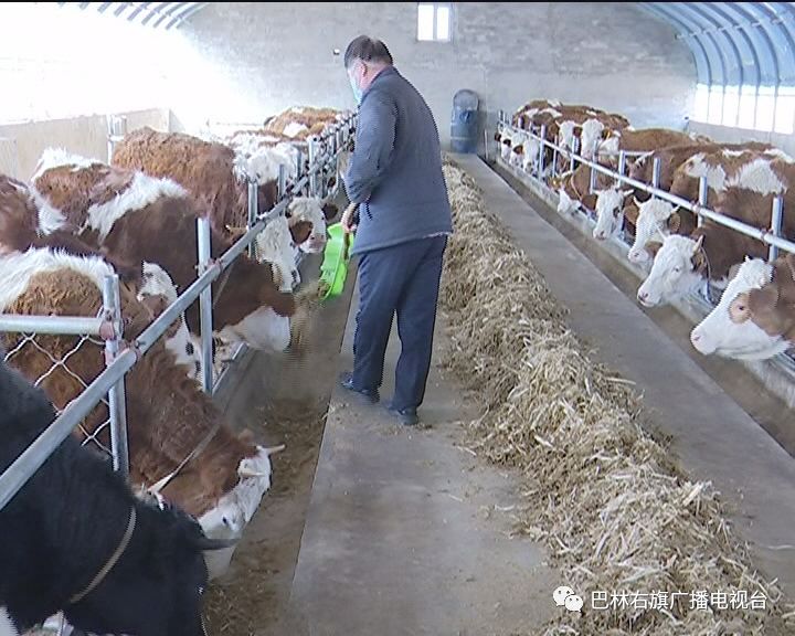 赤峰巴林左旗大板镇,巴林右旗大板镇发展