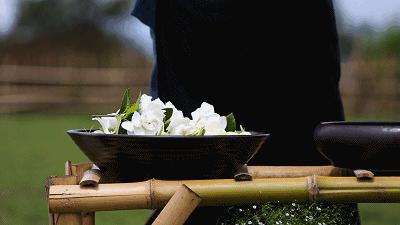 初夏|请你带上“栀子花”入梦