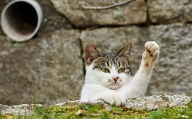 中国人为啥不吃猫原来原因在这里,中国人为什么不吃掉猫