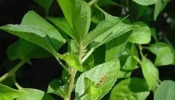 武穴又到挖野菜的时候了，江边好多人都在挖野菜，你吃了吗？