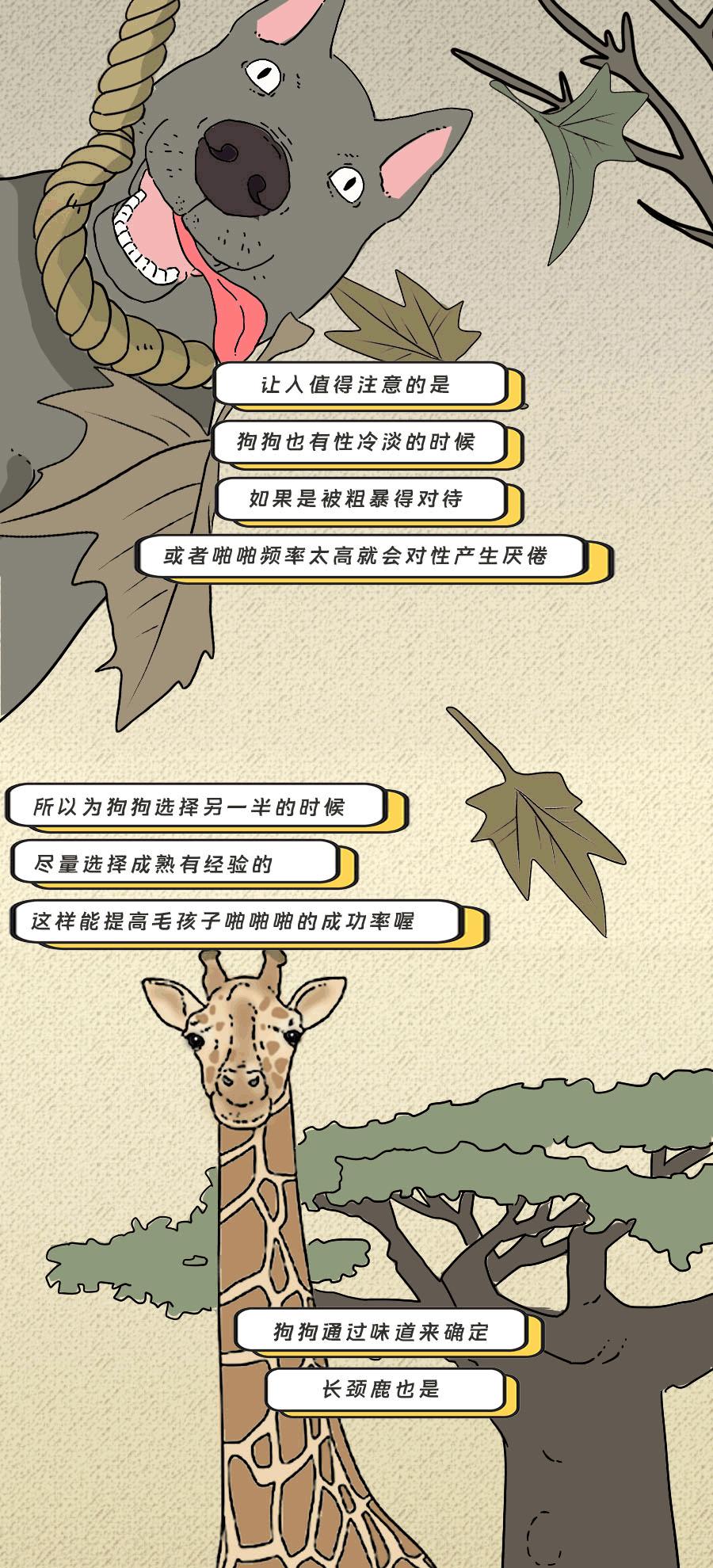 那些羞羞的事：动物是如何啪啪啪的？