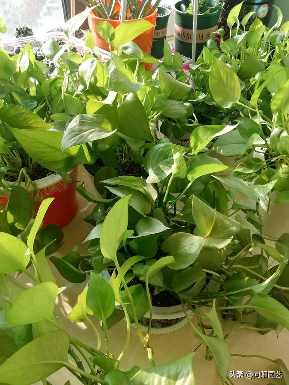绿萝黄叶浇水过多怎么挽救,绿萝黄叶了怎么养浇点什么水