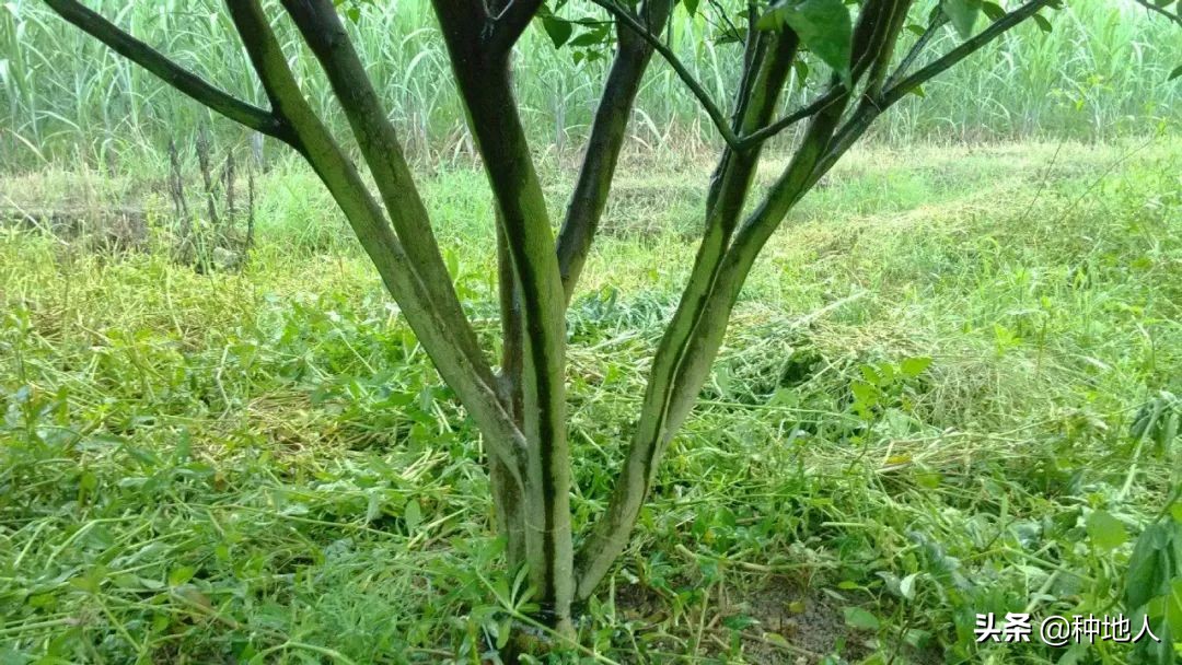 果园地长绿苔是什么原因,果园怎么除青苔最快最有效