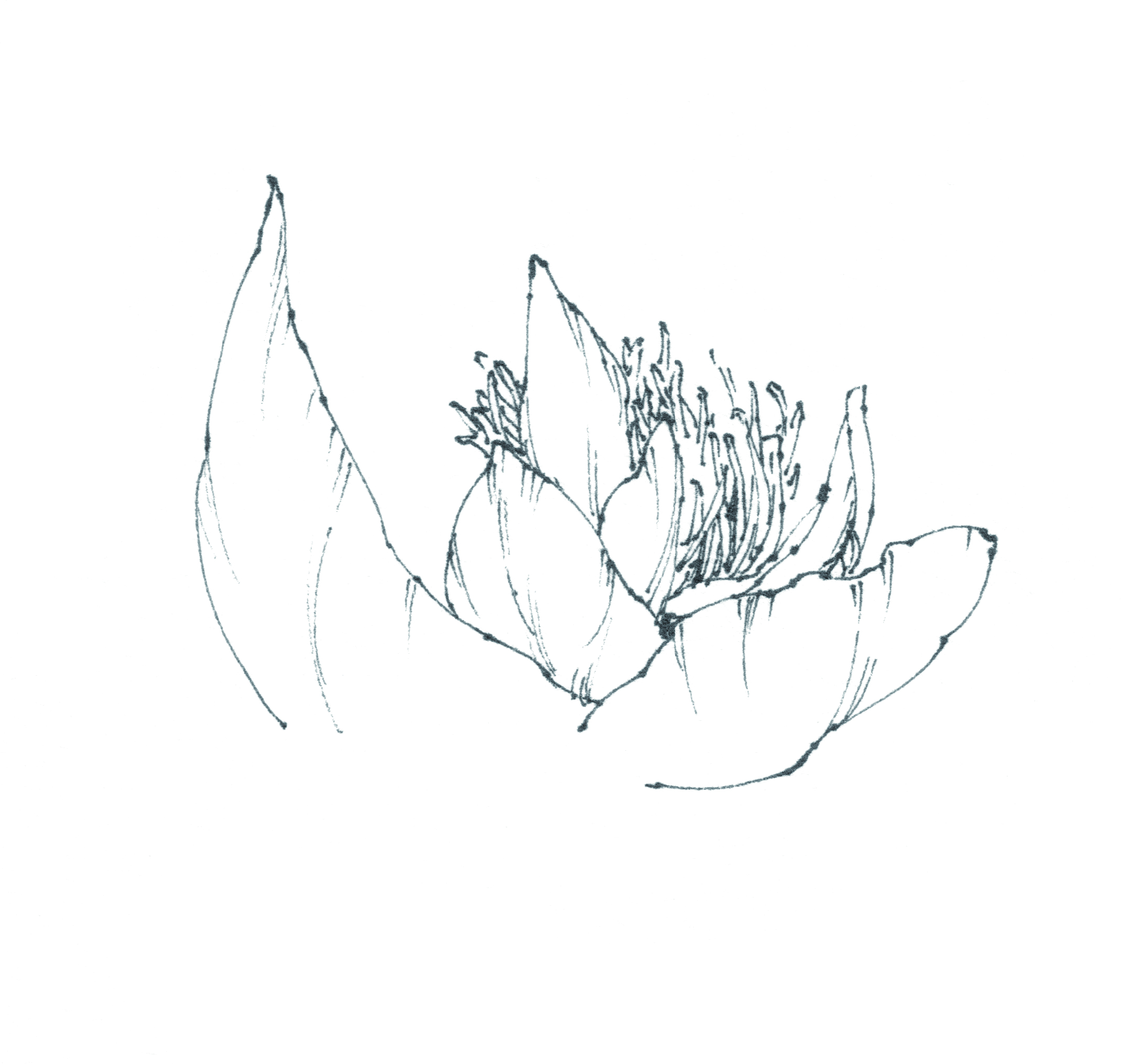 春日写生浪漫樱花,春季樱花写生季