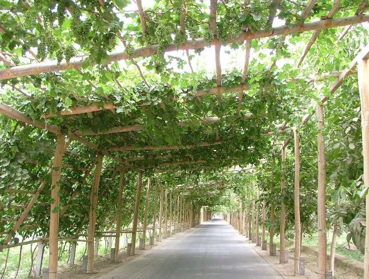 刘巧珍美丽善良痴情隐忍,刘巧玲诗句