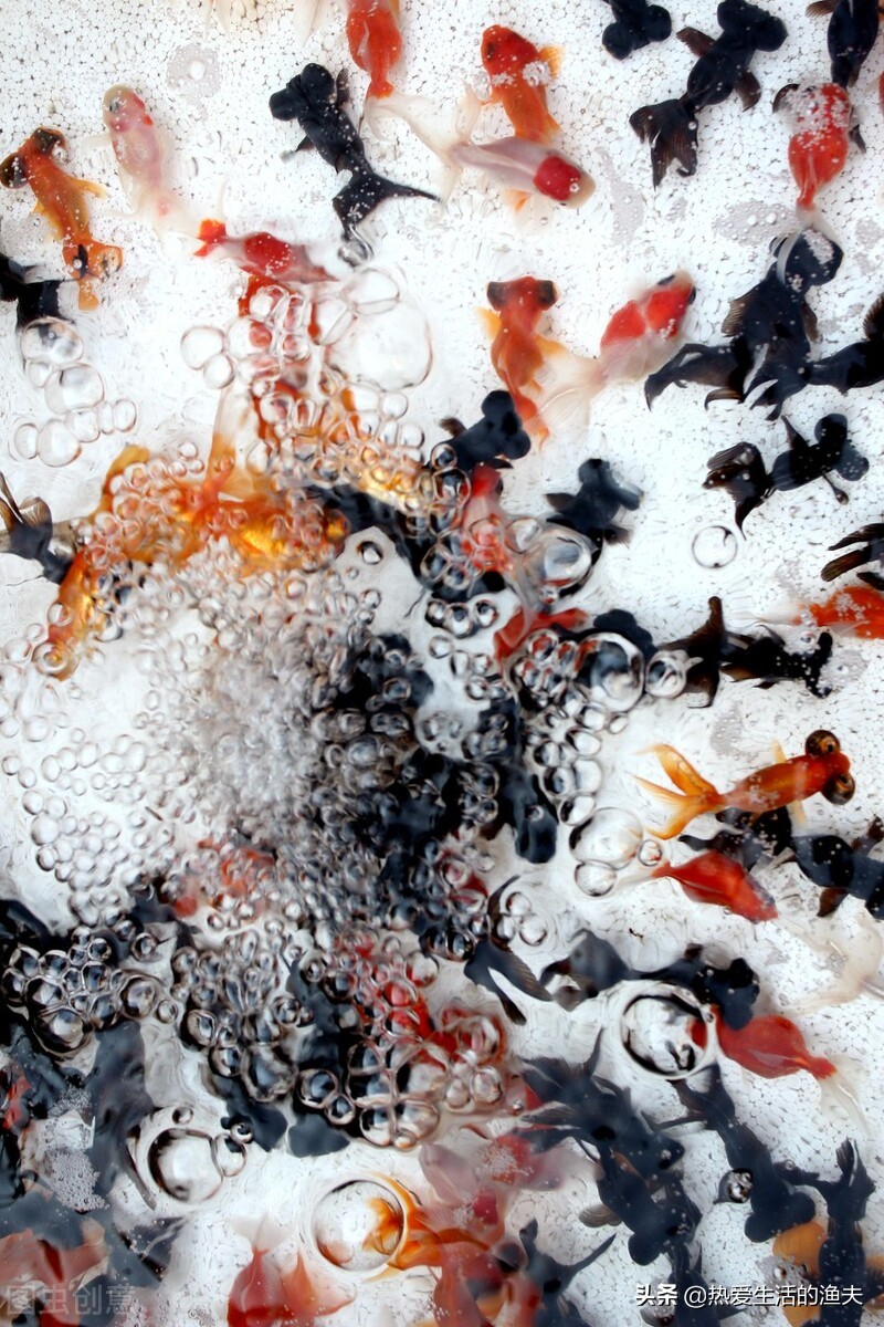 养金鱼应该注意哪些饲养建议,泰狮金鱼的养殖方法和注意事项