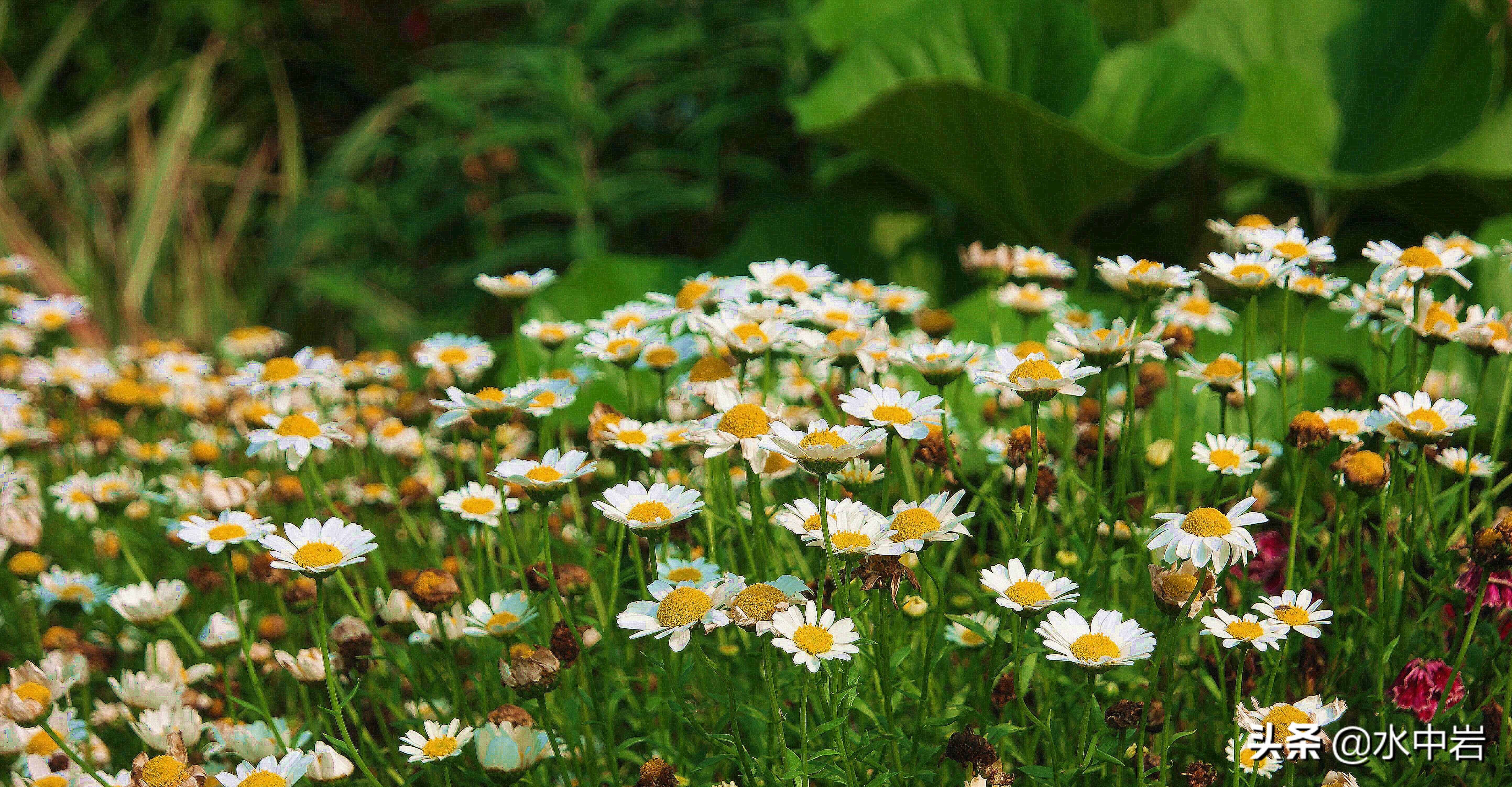 长江流域发生了几次大型洪涝灾害,江苏历史上遭遇的洪水