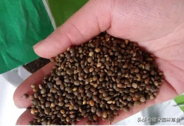 适合盐碱地的植物有哪些,绿化草耐旱品种