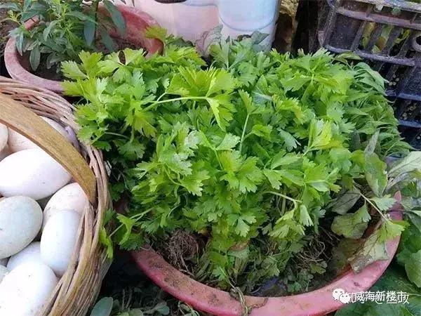 莱州海景房与乳山海景房,山东乳山海景房房价为什么这么低