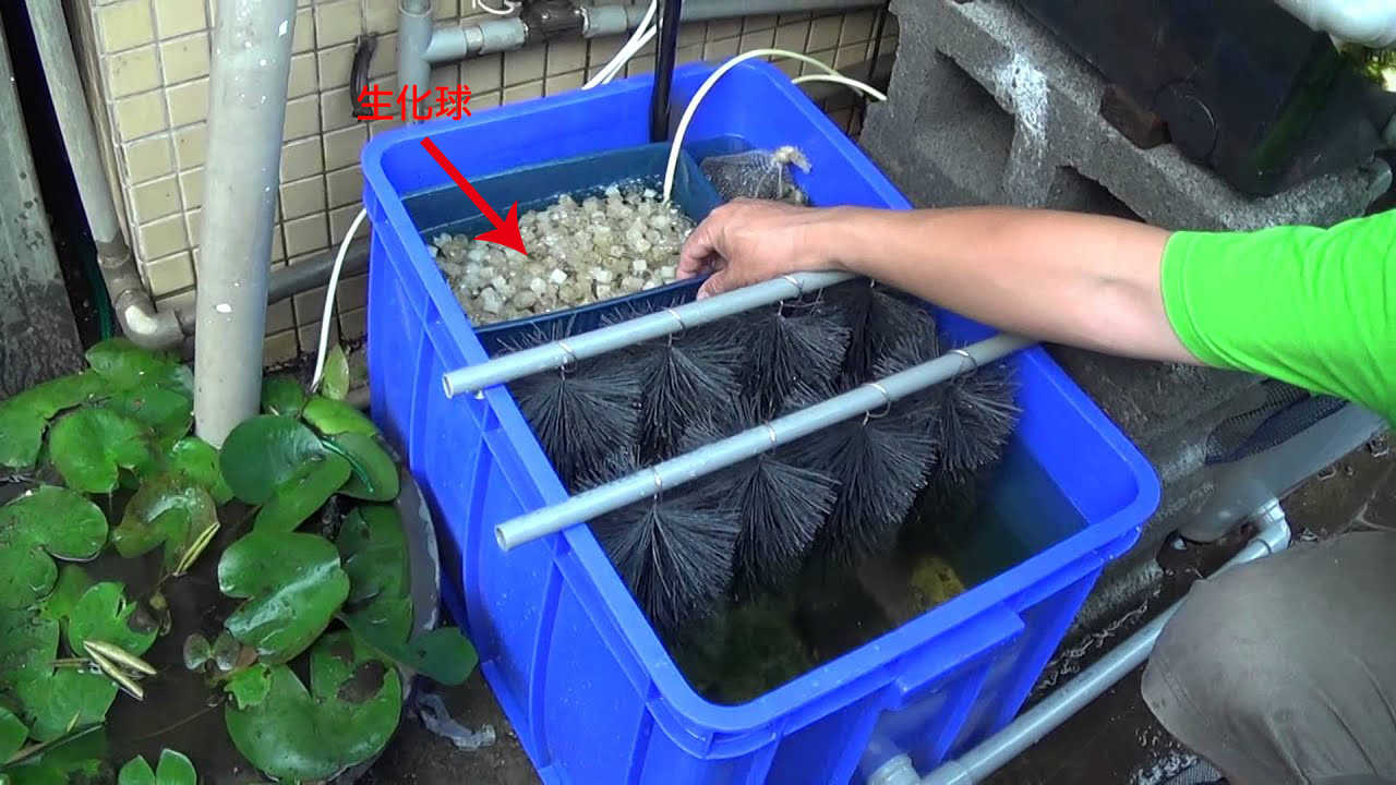 鱼菜共生系统硝化池里放什么,鱼菜共生硝化过滤系统技术讲解