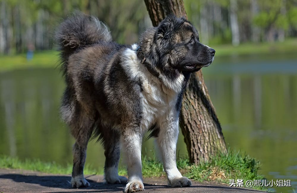 世界名贵犬种,中国名贵犬种大全图片