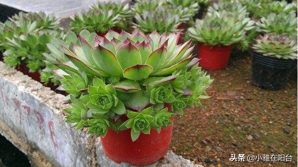 观音莲长侧芽怎么养殖,观音莲怎么养叶层才能变多