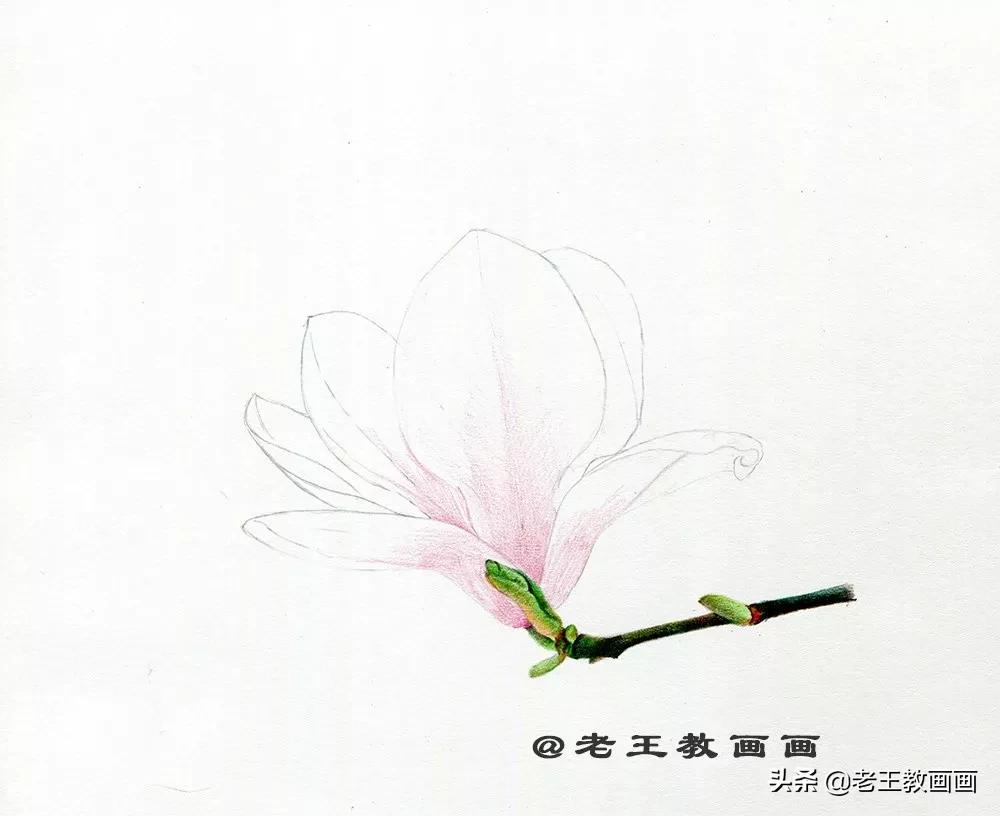 玉兰花该怎么画,画玉兰花的最佳方法