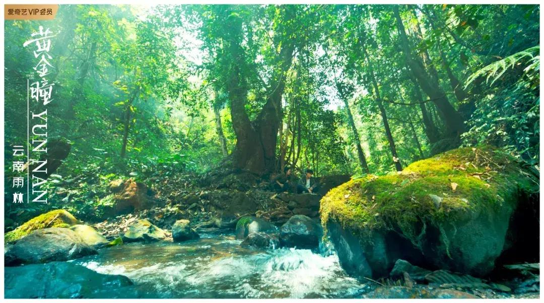 品味十级的《黄金瞳》,我先“盘”为敬!