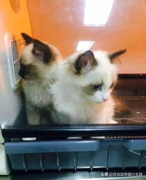 黑心商家曝光猫贩子,猫贩子骗局