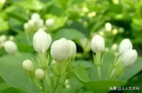 全国56市市花太美了的视频,中国56市市花图片