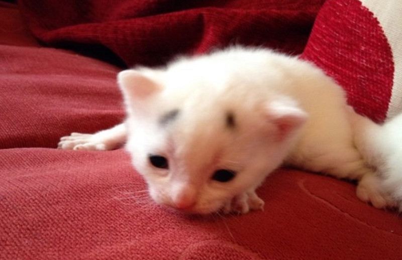 猫咪自带忧郁眼神图片,猫咪自带惆怅脸