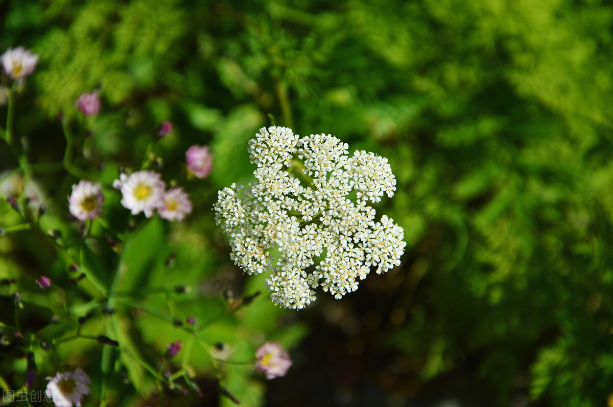 路边1种白花“别乱采”,老农说它危险又迷人,土话叫“雄蛇草”