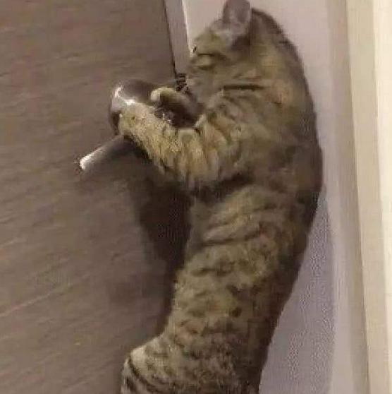 猫咪半夜挠卧室门怎么纠正,不想猫咪上床怎么办