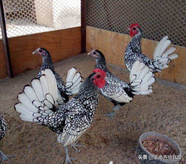 养鸡10种赚钱方法,小伙养鸡有绝招一年净赚上千万