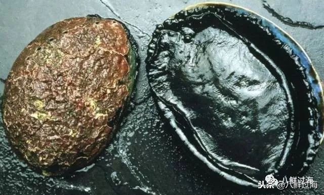 引入活青口贝、鲜帝王鲑,新西兰海产出口商的新生力量!