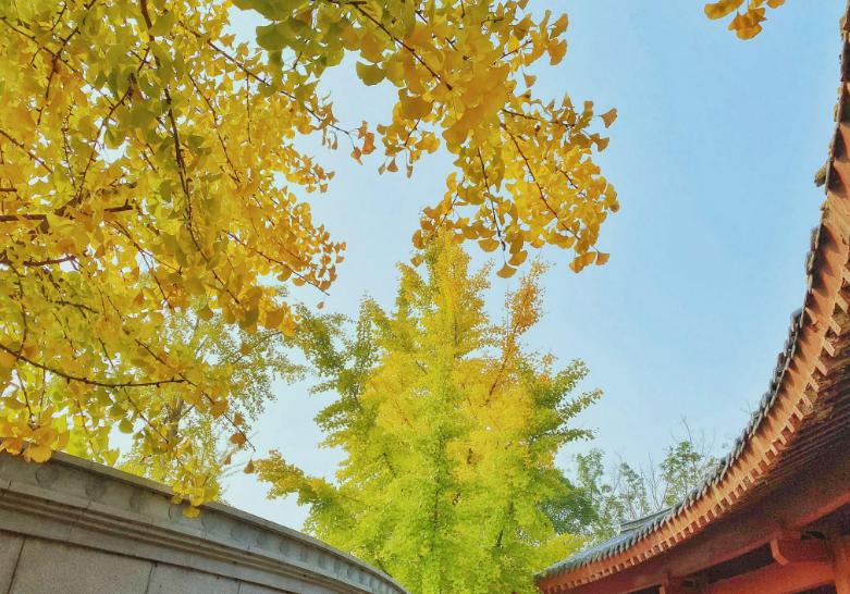 关于银杏叶秋天意境的诗句,十二首有关银杏的诗词