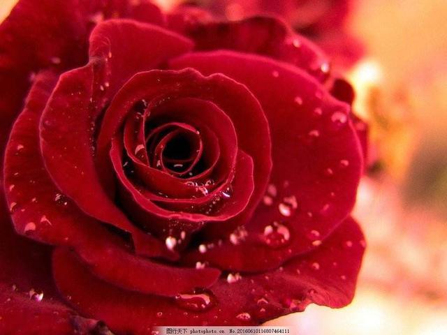 为别人开一朵花的意思,为他人开一朵花摘抄