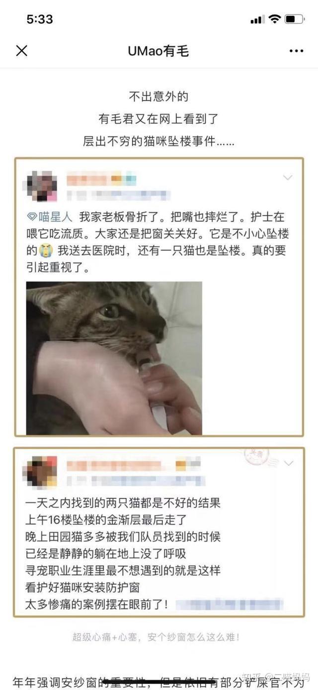 铲屎官的日常操作方法,新手铲屎官如何与猫咪愉快的交流