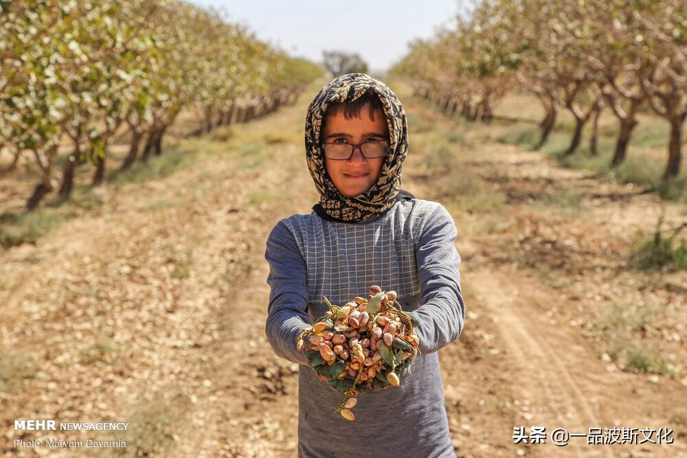 伊朗开心果脆,伊朗特产水果干果