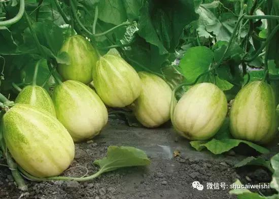 “嘎嘎甜”的香瓜，可能与“増甜剂”一毛钱的关系也没有