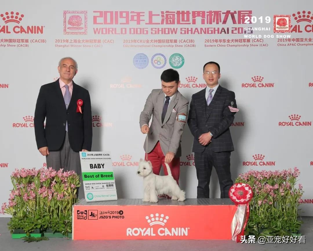 听话的店狗能带来多少生意！如何用“训练”改变活体销售困局