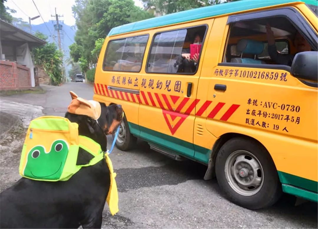 罗威纳想陪小主人上幼儿园，因太重被司机拒载，无奈看着校车远去