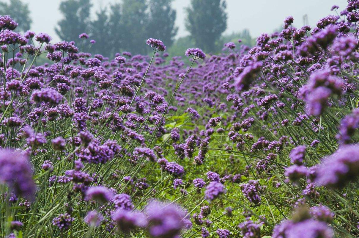 法国薰衣草的花语是什么,普罗旺斯的薰衣草什么意思