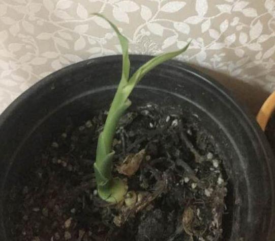 怎样让姜快速发芽做盆栽,盆栽植物姜